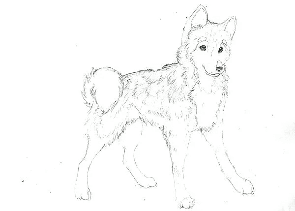 Realistic Husky Puppy Free Printable Coloring Page