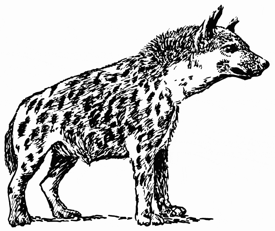 Realistic Hyena Free Printable Coloring Page