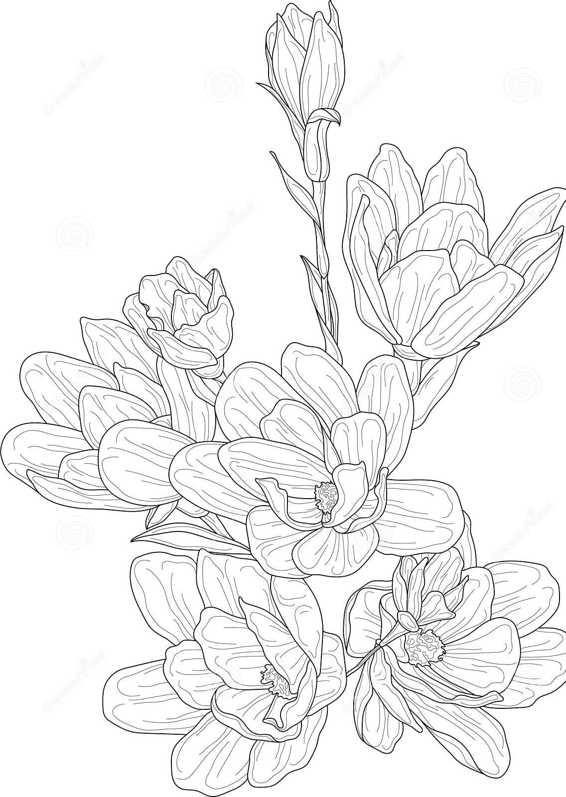 Realistic Magnolia Flowers Bouquet Sketch Template