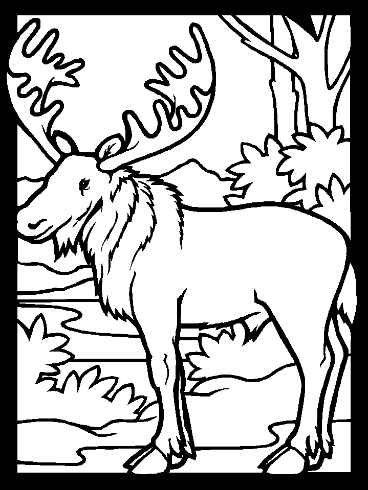 Realistic Moose Free Printable Coloring Page