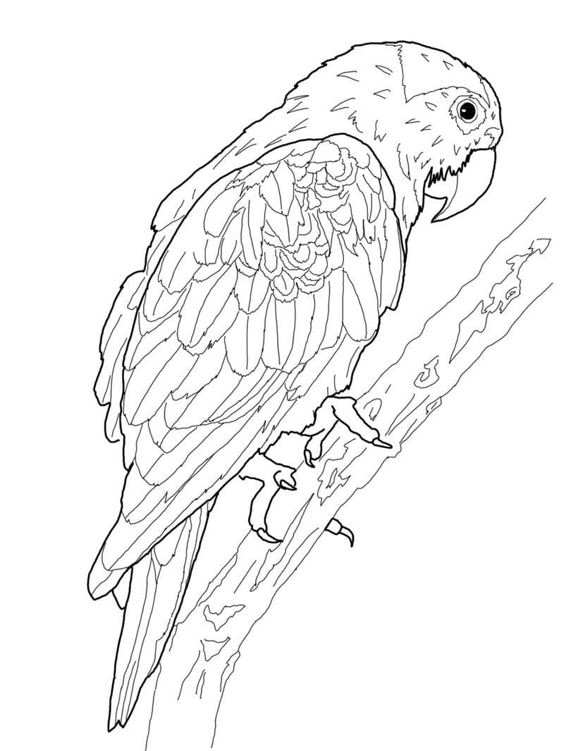 Realistic Parrot Free Printable Coloring Page