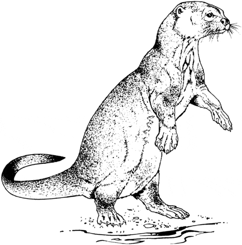 Realistic River Otter Free Coloring Page