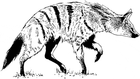 Realistic Striped Hyena Free Printable Coloring Page