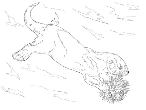Sea Otter Eating Sea Urchin Free Printable Coloring Page