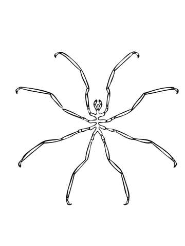 Sea Spider Free Coloring Page