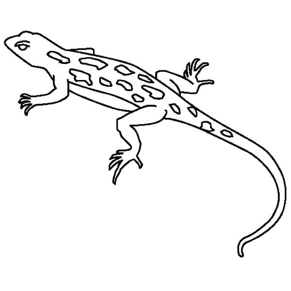 Simple Gecko Coloring Page