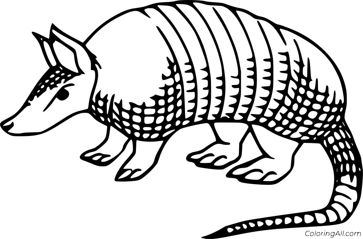 Simple Realistic Armadillo Free Coloring Page