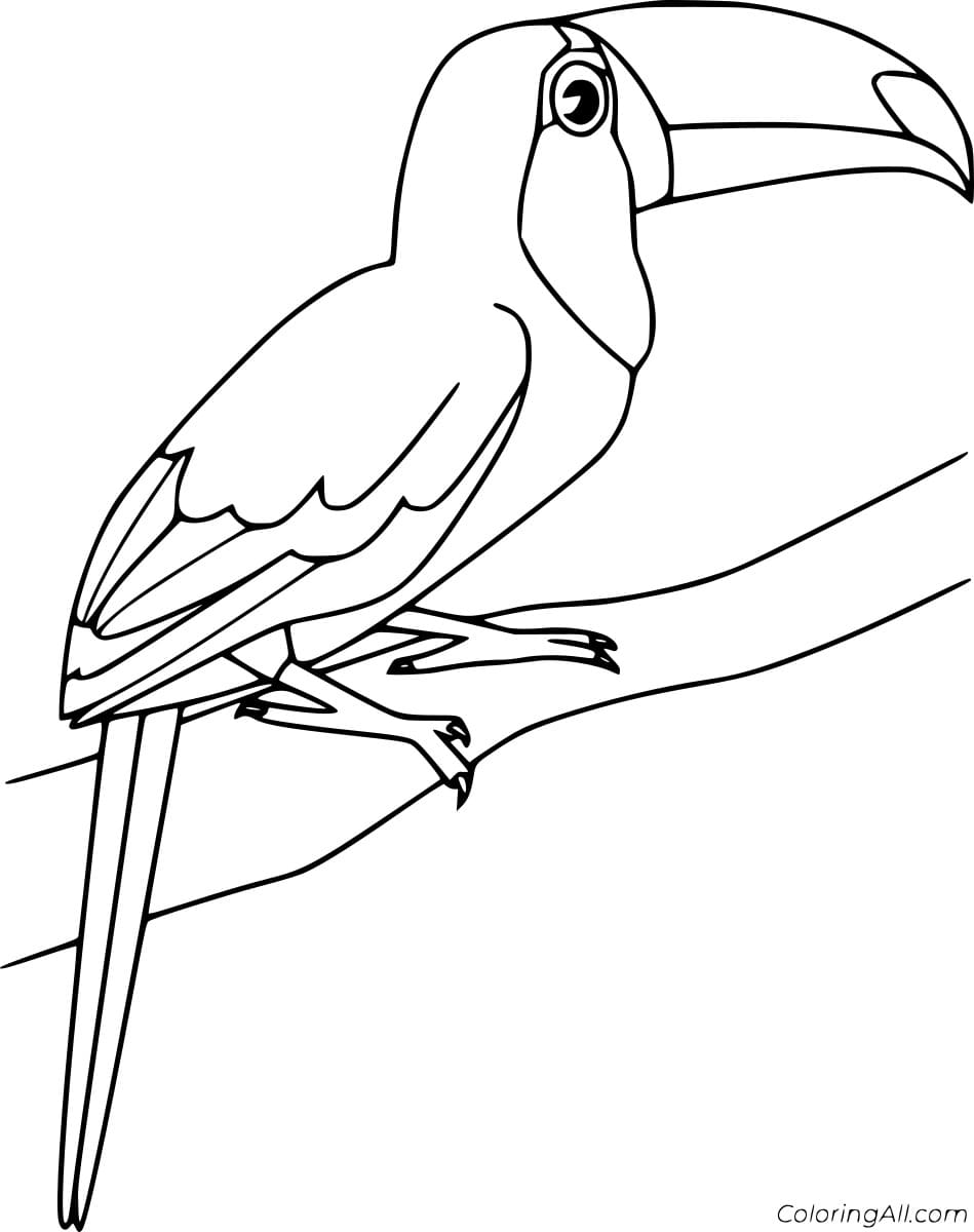 Simple Toucan on the Branch To Print Coloring Page