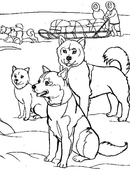Sled Dogs Are Ready For A Long Journey Coloring Page