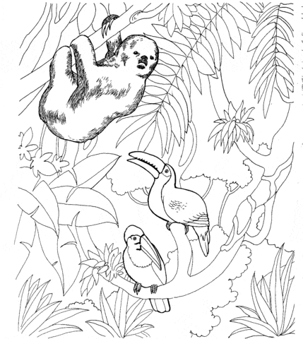 Sloth and Two Toucans Free Printable Coloring Page