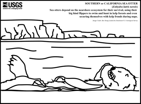 Southern Sea Otter Free Printable Coloring Page