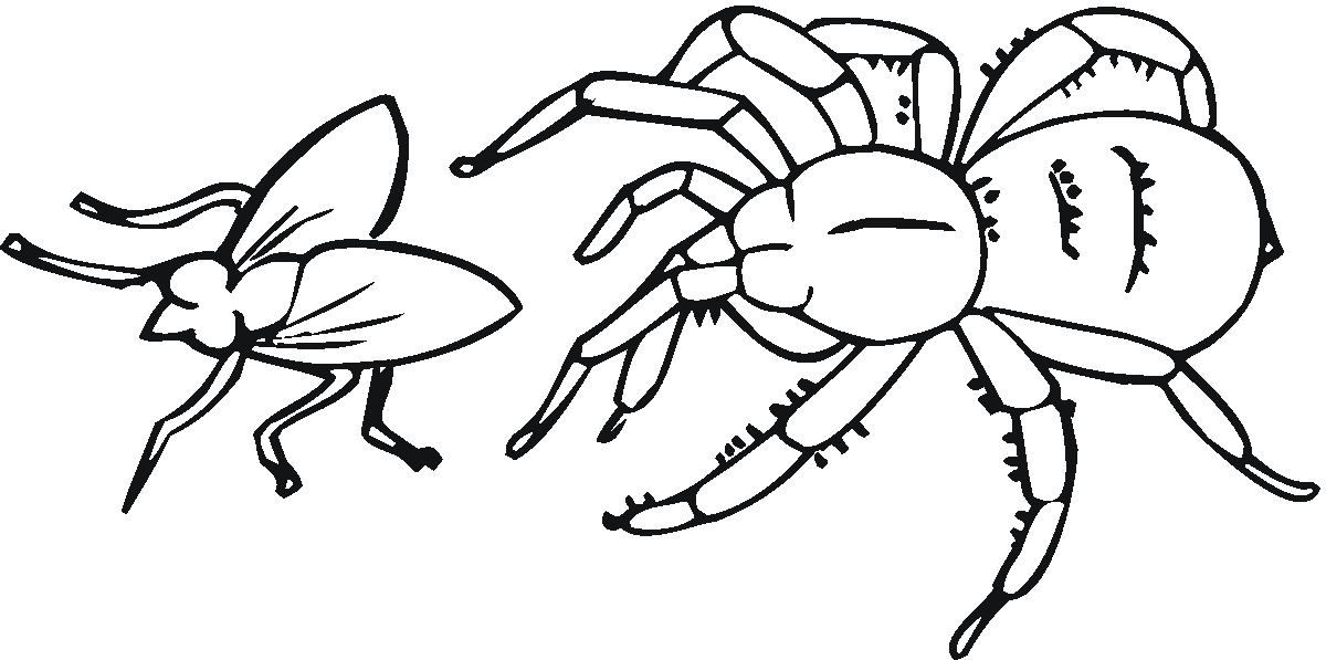 Spider Coloring For Kids Coloring Page
