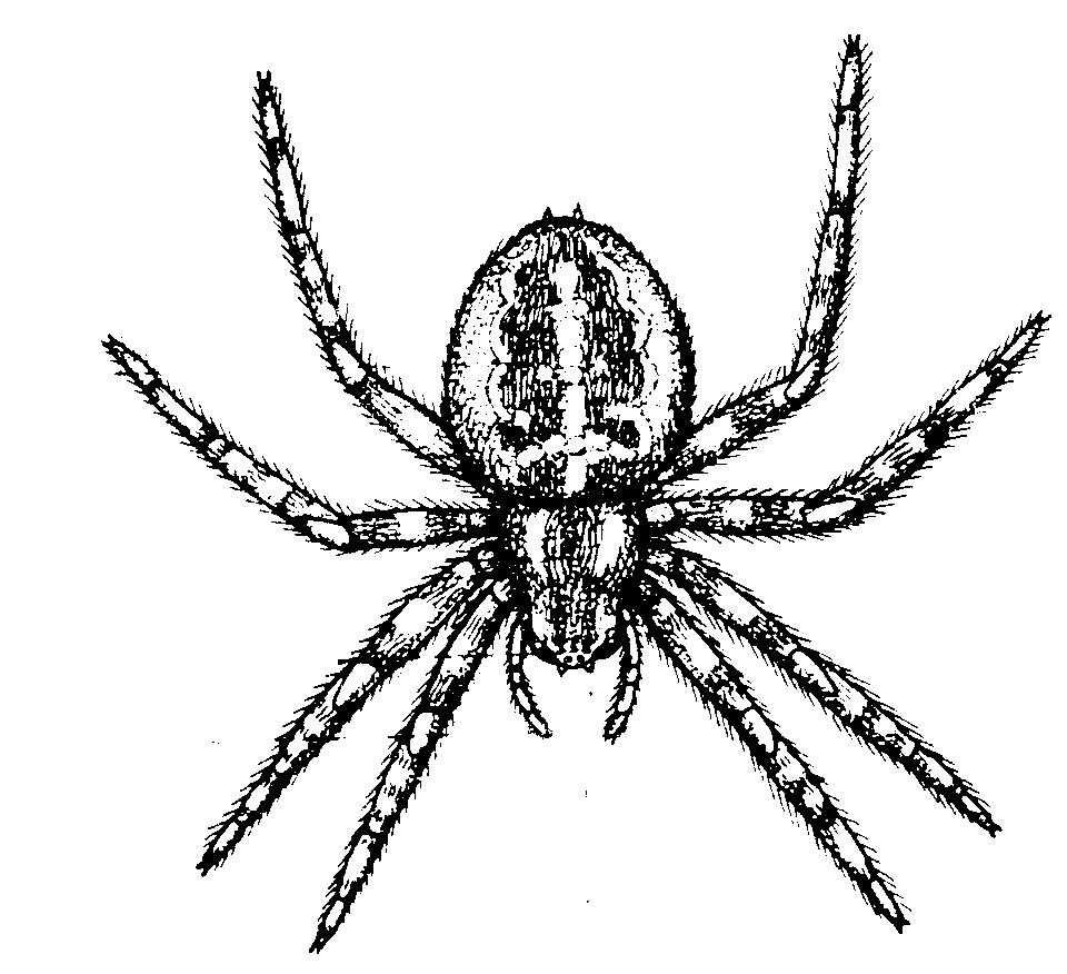 Spider Coloring Free Printable Coloring Page