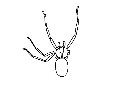 Spider-Drawing-4