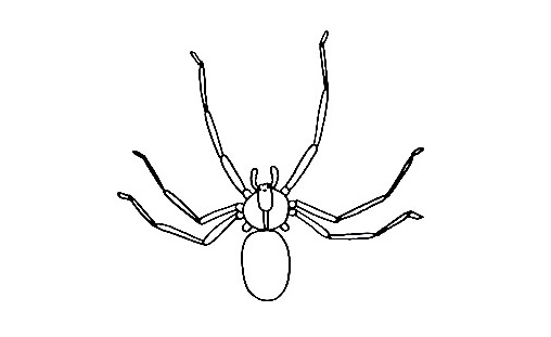 Spider-Drawing-5