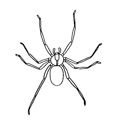 Spider-Drawing-6