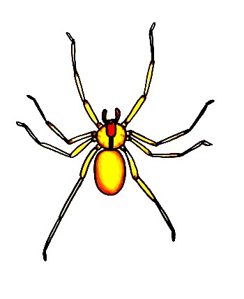 Spider-Drawing-7