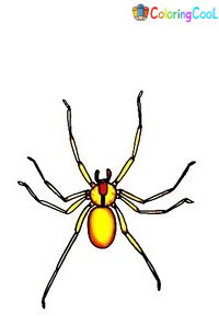 7 Simple Steps To Create An Agile Spider Drawing – How To Draw A Spider Coloring Page