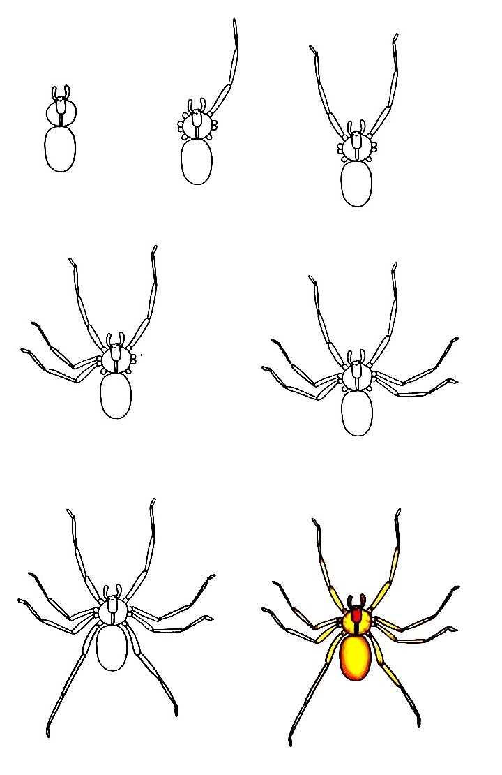 Spider Drawing