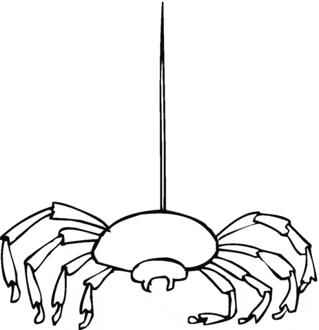 Spider For Children Coloring Page