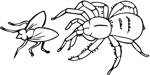 Spider Hunting A Fly Free Printable Coloring Page