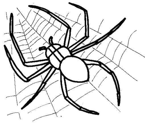 Spider Picture Free Printable