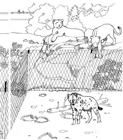 Spotted Hyena and Lionesses in a Zoo Free Coloring Page