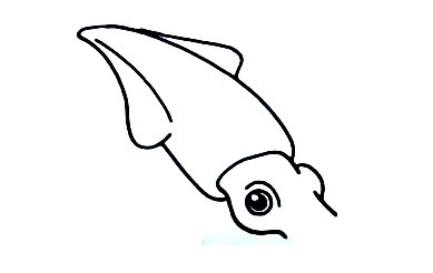 Squid-Drawing-2