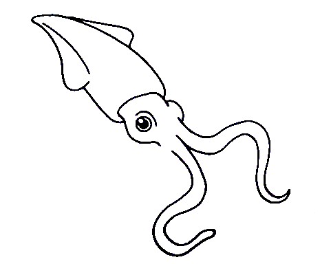 Squid-Drawing-3