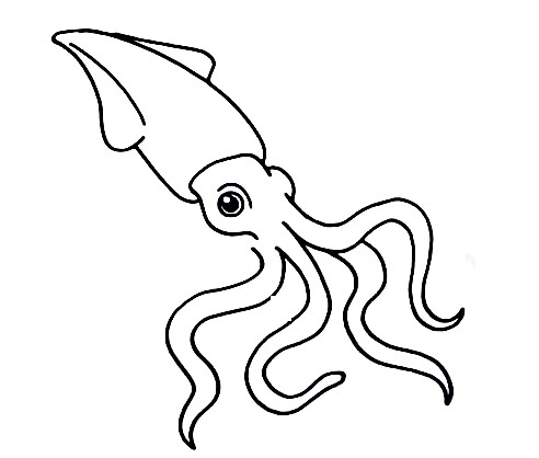 Squid-Drawing-4