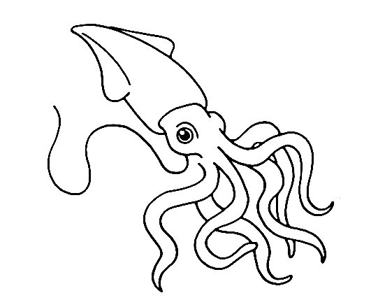 Squid-Drawing-5