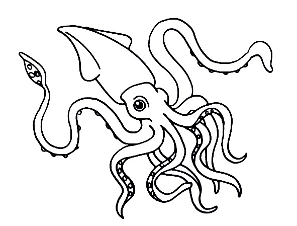 Squid-Drawing-6