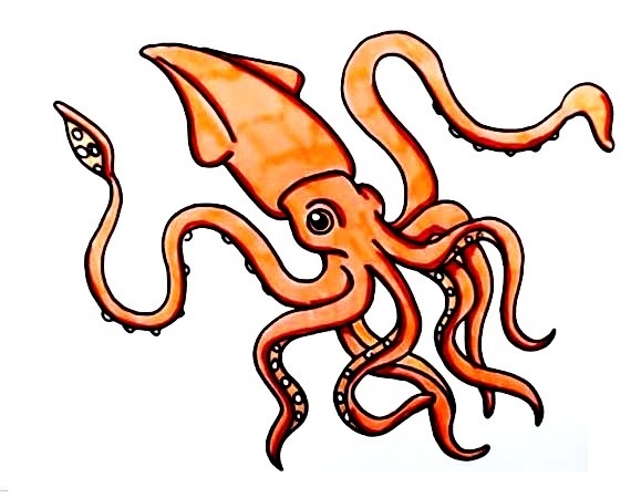 Squid-Drawing-7