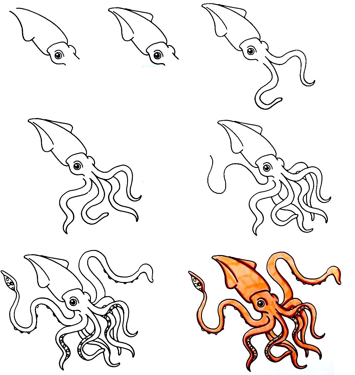 Squid-Drawing