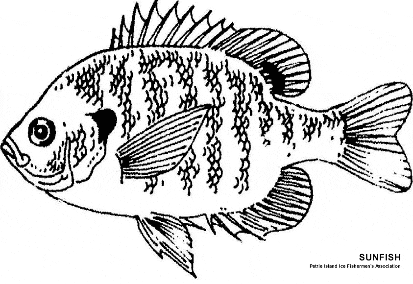 Sunfish Printable