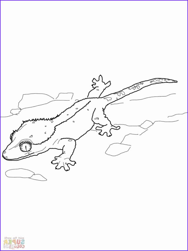 Super Coloring Gecko Coloring Page