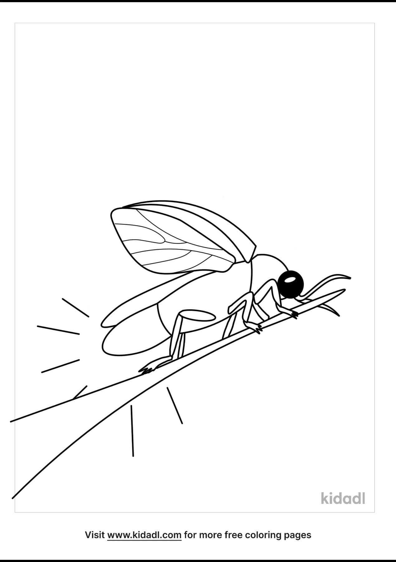 Sweet Firefly Coloring Coloring Page
