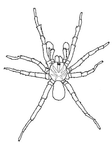 Sydney Brown Trapdoor Spider Free Printable