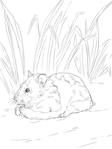 Syrian Hamster Eating Nut Free Printable