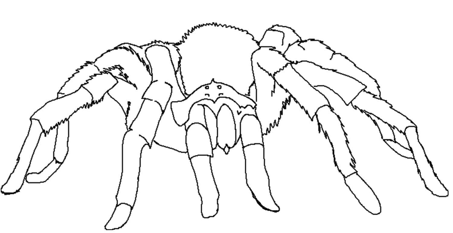 Tarantula Spider To Print