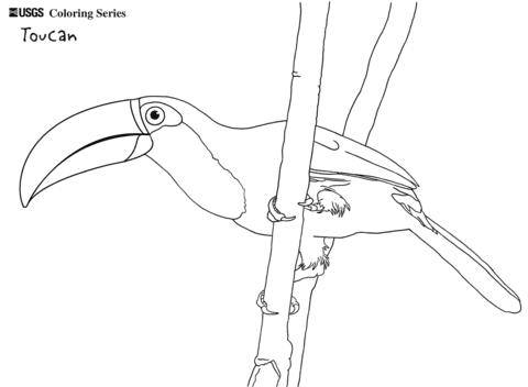 Toco Toucan Free Printable Coloring Page