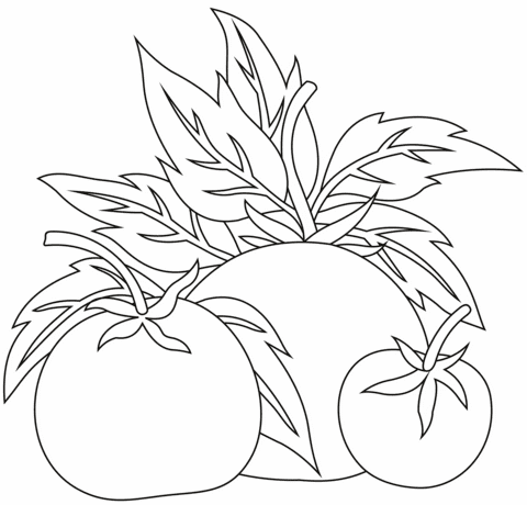 Tomatoes Coloring Free Printable