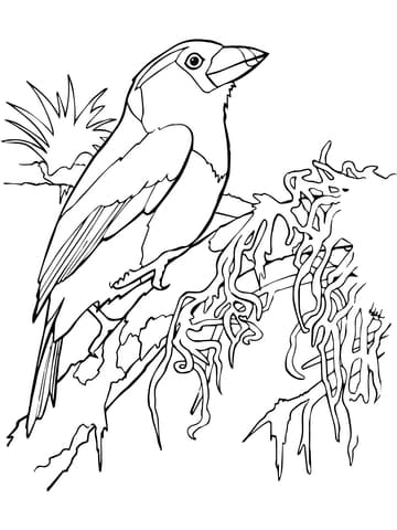 Toucan Barbet Free Printable Coloring Page