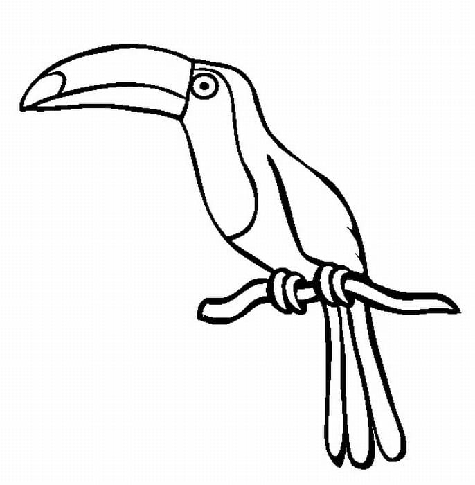 Toucan Bird Coloring Free Printable
