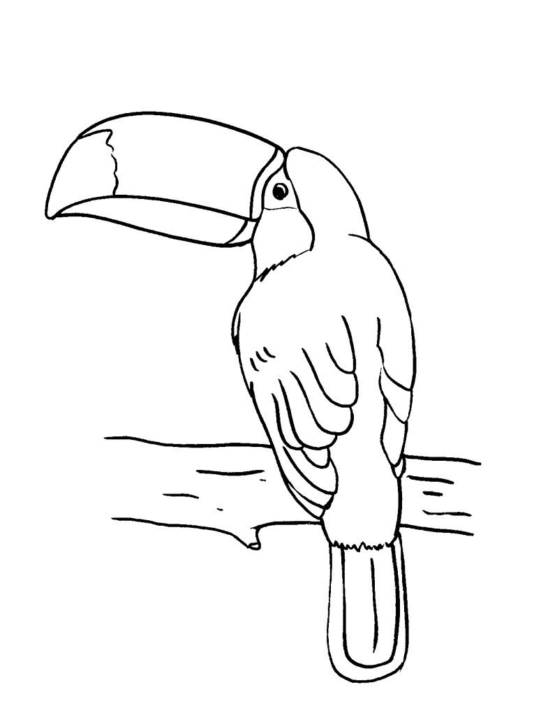 Toucan Bird Free Image