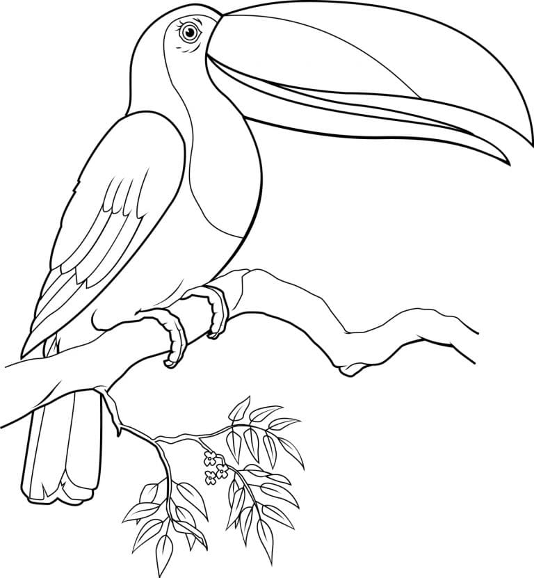 Toucan Coloring Free Printables Coloring Page