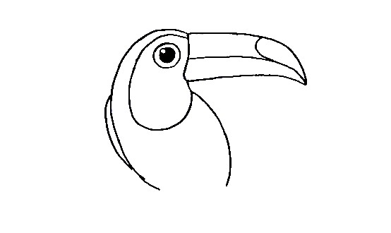 Toucan-Drawing-2