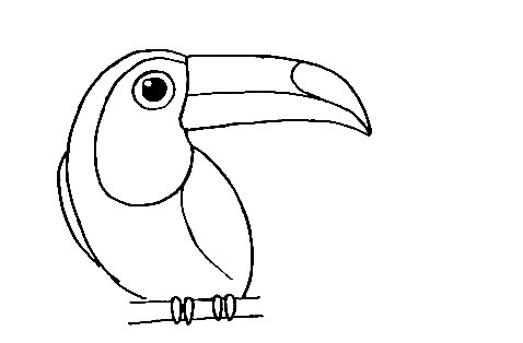 Toucan-Drawing-4