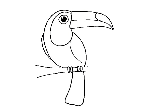Toucan-Drawing-5