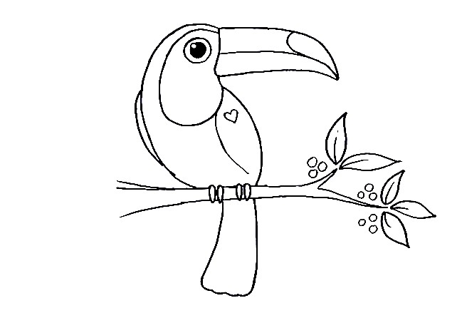 Toucan-Drawing-6